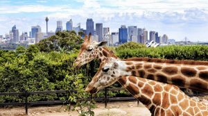 dubai safari park zoo