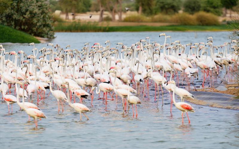 Flamingos in Water